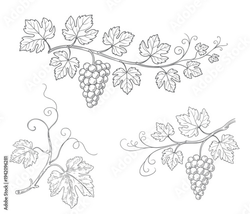 Grape branch collection drawn in antique botanical line style. Rustic grapevine leaves and fruit branches illustrated in classic botanical art.