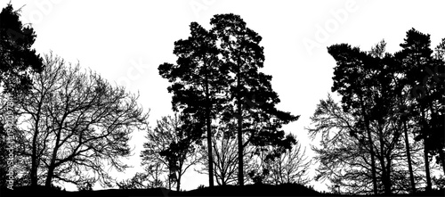 Natural trees silhouette. Isolated silhouette of natural trees. Vector illustration.