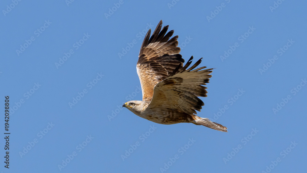 Obraz premium Long Legged Buzzard captured in flight.