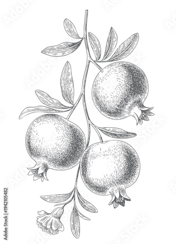 Vintage pomegranate line art drawing with branch and leaves.
