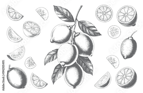 Vintage citrus composition with lemons and slices in detailed engraving style.