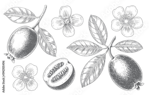Vintage guava fruit and slices illustrated in botanical engraving style. Botanical guava composition with leaf and sliced fruit in vintage line art.
