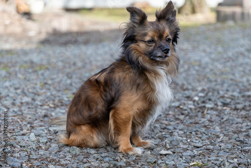 фотографія Small long-haired brown mixed-breed dog with white chest sitting on gravel outdoors, cute fluffy pet with perky ears looking away in a sunny yard