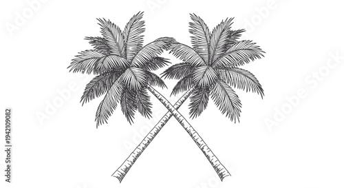 Vector illustration of two crossed palm trees