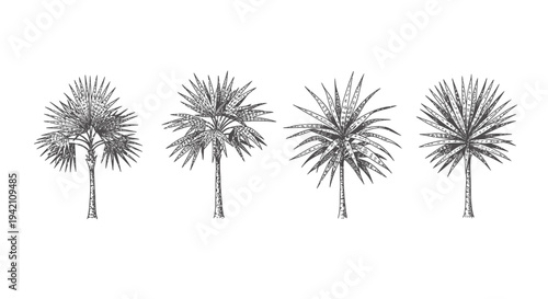Set of 4 palm tree icons vector