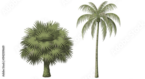 Set of 2 palm trees vector