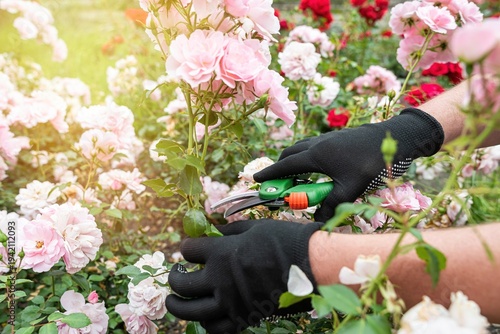 Obraz na plátne Close up shot of gardener's gloved hand holding pruners near beautiful pale pink