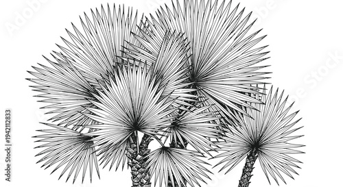 Set of 5 palm trees vector illustration