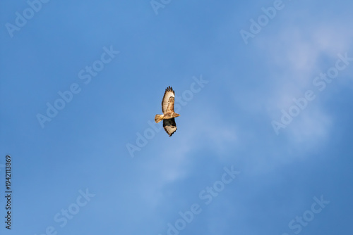 фотографія Common buzzard (Buteo buteo) soaring in flight against blue sky