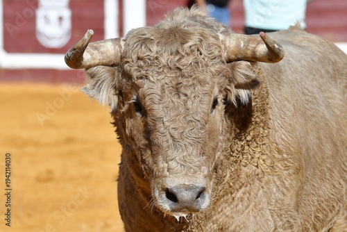toro de color blanco bonito