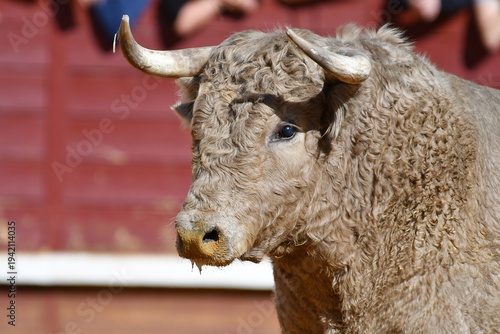 toro de color blanco bonito