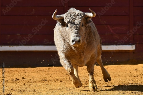 toro de color blanco bonito