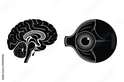 Brain and eyeball silhouettes