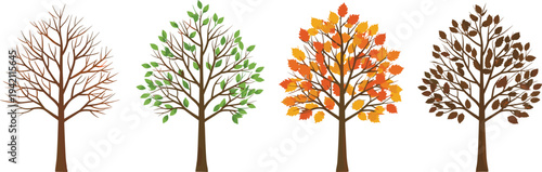 Set of four deciduous trees illustrating seasonal changes from winter to spring summer and autumn isolated on white background for nature cycle and environmental education.