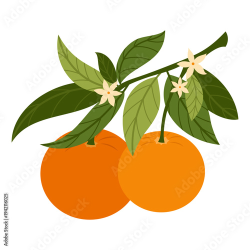 Orange branch with leaves. Fresh juicy citrus fruit. Perfect for food design, packaging, menu and healthy lifestyle themes. Healthy food concept. Vector illustration isolated on white background.