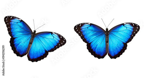 Fotografía Vibrant blue morpho butterfly isolated PNG, tropical insect with detailed wings