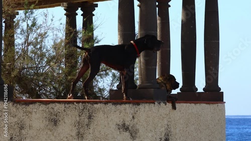 German Great Dane barking from a house terrace at passing pedestrians while a calm Mastiff rests beside it, captured in a residential outdoor setting – Tenerife, Canary Islands