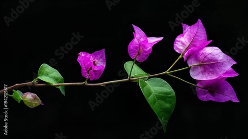 A close-up shot of a bougainvillea branch with vibrant purple bracts and green leaves against black