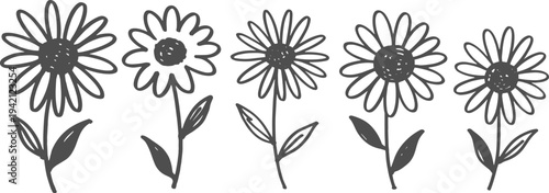 Five Hand- Drawn Style Daisy Flowers with Dark Gray Outline on White Background hand-drawn sketch