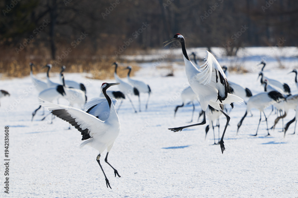 Fototapeta premium 鶴のダンス