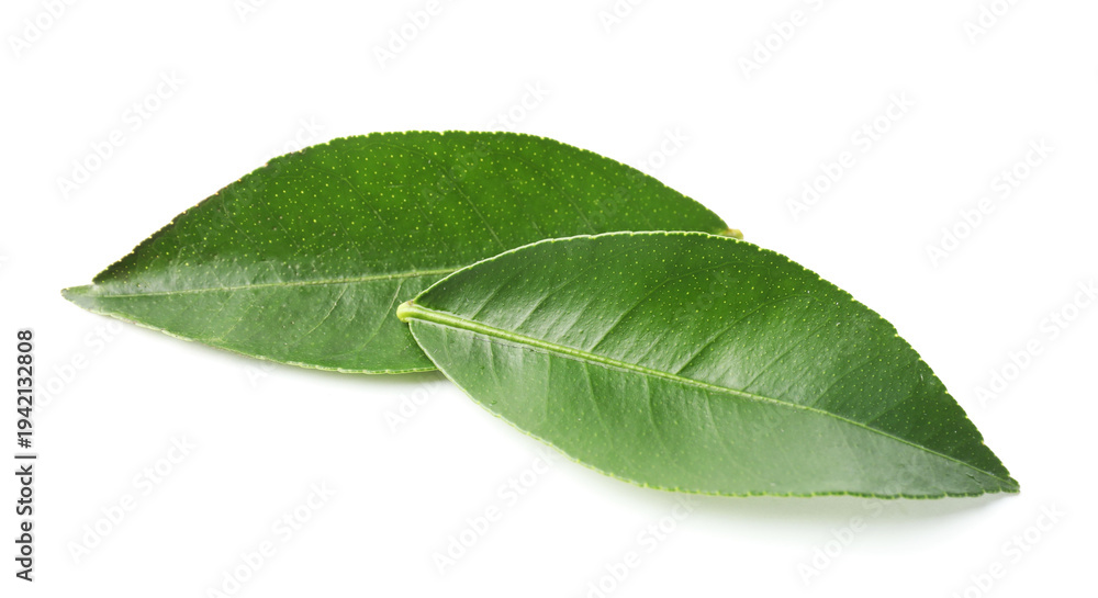 Obraz premium Fresh green leaves of citrus plant isolated on white