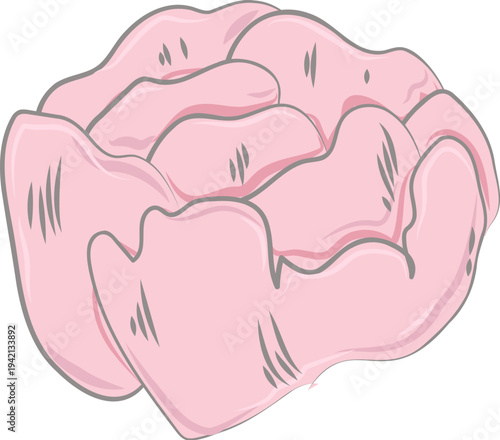 Flower Head Blossom Hand Drawn