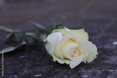 Tableau sur toile A white rose on a concrete parapet is a symbol of memory and sadness