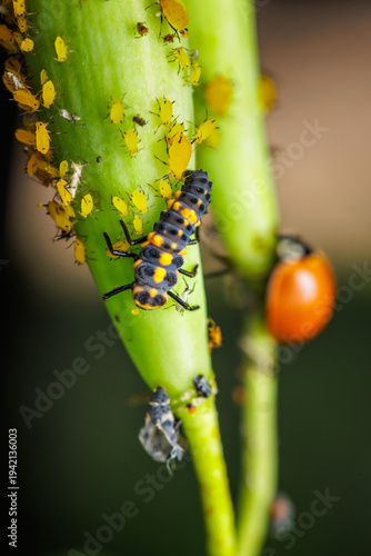 Detail of a ladybug nymph on the stem of a milkweed plant covered in aphids.