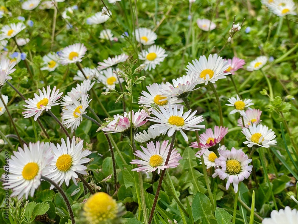 Fototapeta premium Primavera a Basiglio, prati in fiore con margherite, ranuncoli e tarassaci, Lombardia