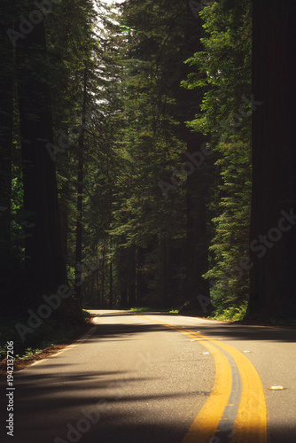 Cuadro en lienzo A winding road curves through towering redwood trees along the Avenue of the Gia