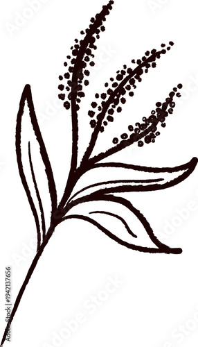 Botanical Branch Sketch Handdrawn