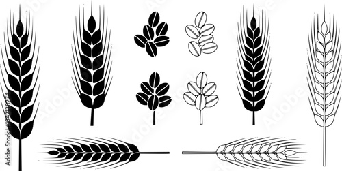 Wheat, rye and barley ears vector set. Agricultural harvest icons and grain seeds for bakery logo, brewery design, organic food packaging, and farming concepts.