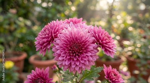 Beautiful Pink Chrysanthemum Flowers in Garden
