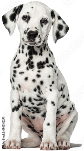 Foto Dalmatian dog Puppy Pet Labrador Retriever, white dog, mammal, animals, carnivor