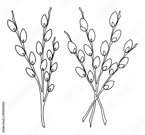 Willow branches with pussy willow catkins for Easter decoration line art style