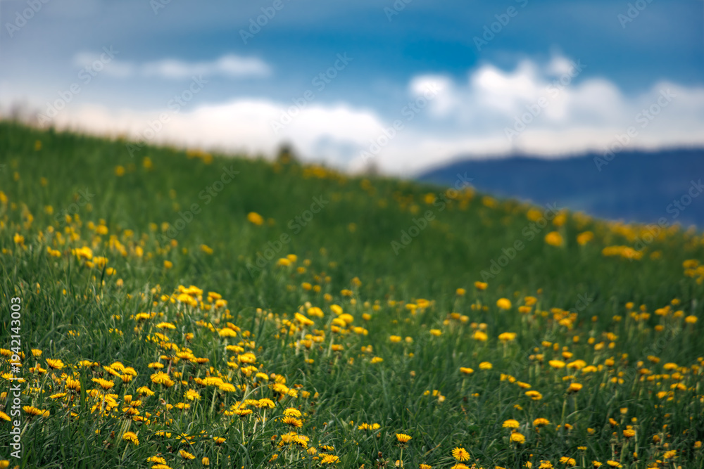 Fototapeta premium Yellow dandelions bloom on green hills in the spring near Zurich, Switzerland