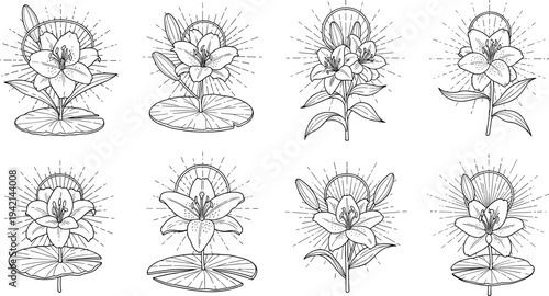 Collection of elegant line art lily flowers with sunburst halo and water lily pads