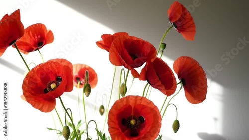 Vibrant red poppies bloom with delicate buds against a bright background.