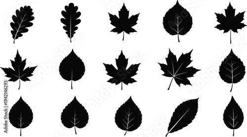 Collection of various leaf silhouettes