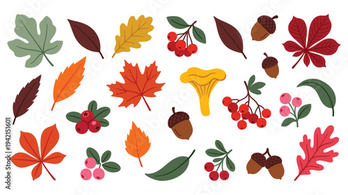 Autumn leaves and forest harvest collection with berries and mushrooms
