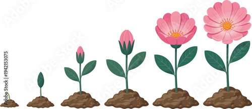 Stages of growth of a flower from a seed to a blooming plant illustration