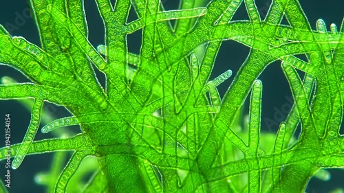 Close-up view of vibrant green algae with intricate structures under a microscope in a lab setting