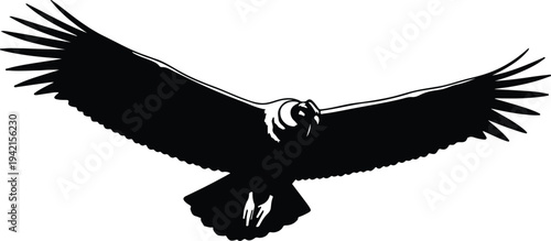 Vector flying eagle bird black silhouette isolated on white background design