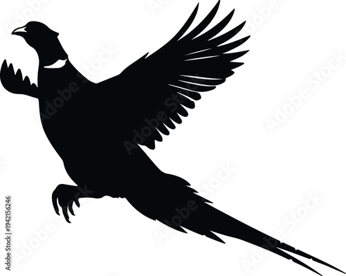 Vector flying pheasant bird in motion silhouette design