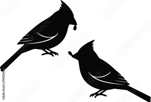 Vector pair of northern cardinal birds with seeds in beaks silhouette design