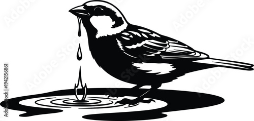 Vector sparrow drinking water drop rippling surface silhouette design