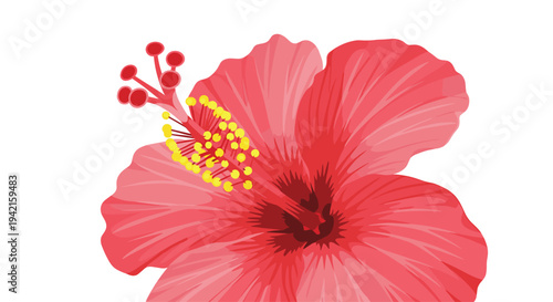 A detailed close-up of a single red hibiscus flower with a dark red center and yellow stamens is prominently displayed against a pure white background.