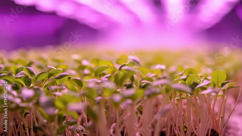 Microgreen seedling trays pink and purple grow lights indoor agriculture hydroponic vibrant