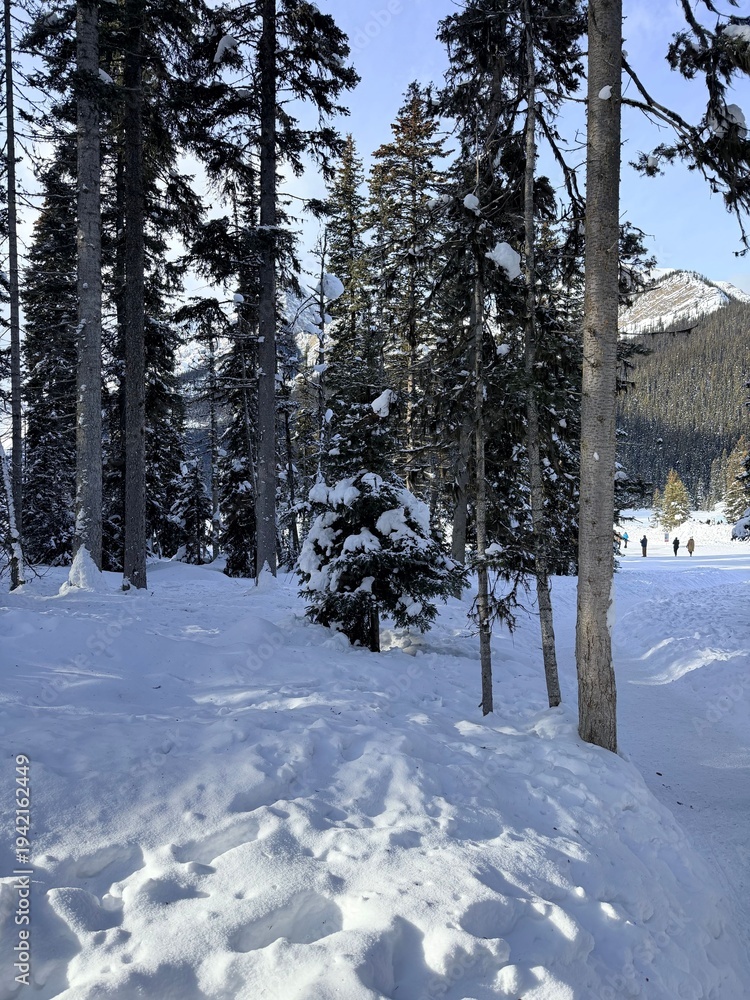 Fototapeta premium Trees covered with snow in winter forest