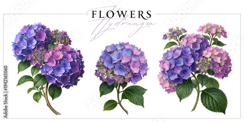 Purple-pink hydrangea flowers isolated on a white background. Vintage painting style illustration.
